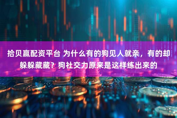 拾贝赢配资平台 为什么有的狗见人就亲，有的却躲躲藏藏？狗社交力原来是这样练出来的